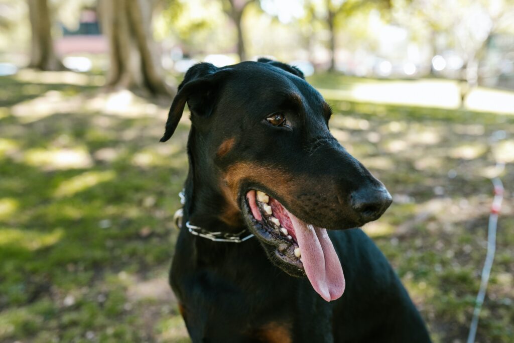 CRIADORES Y ASOCIACIONES para el doberman