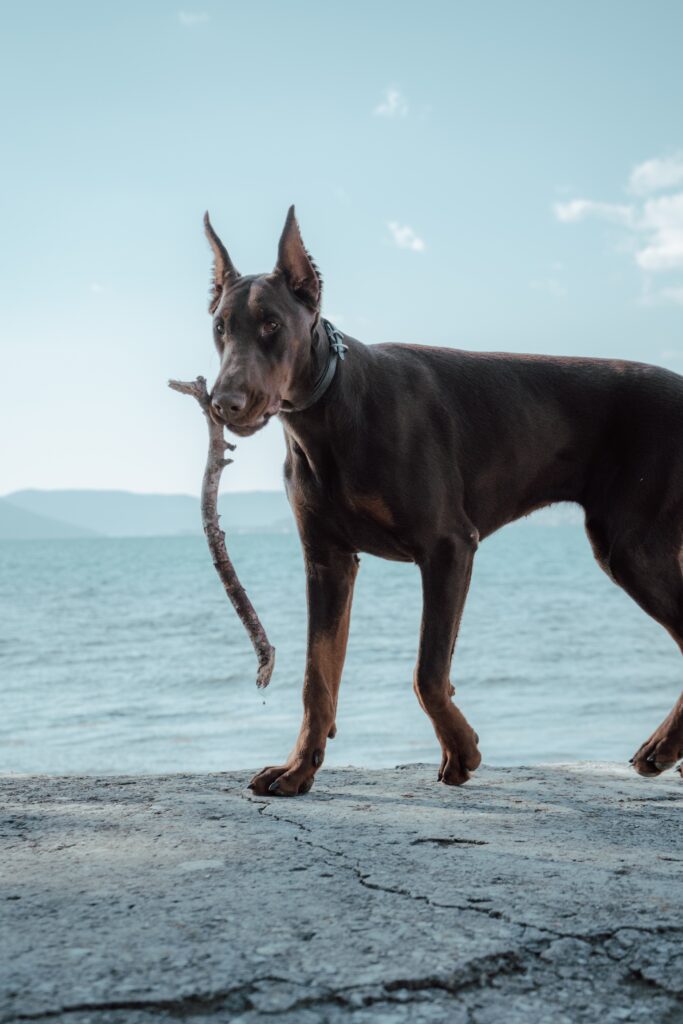 Características físicas del doberman