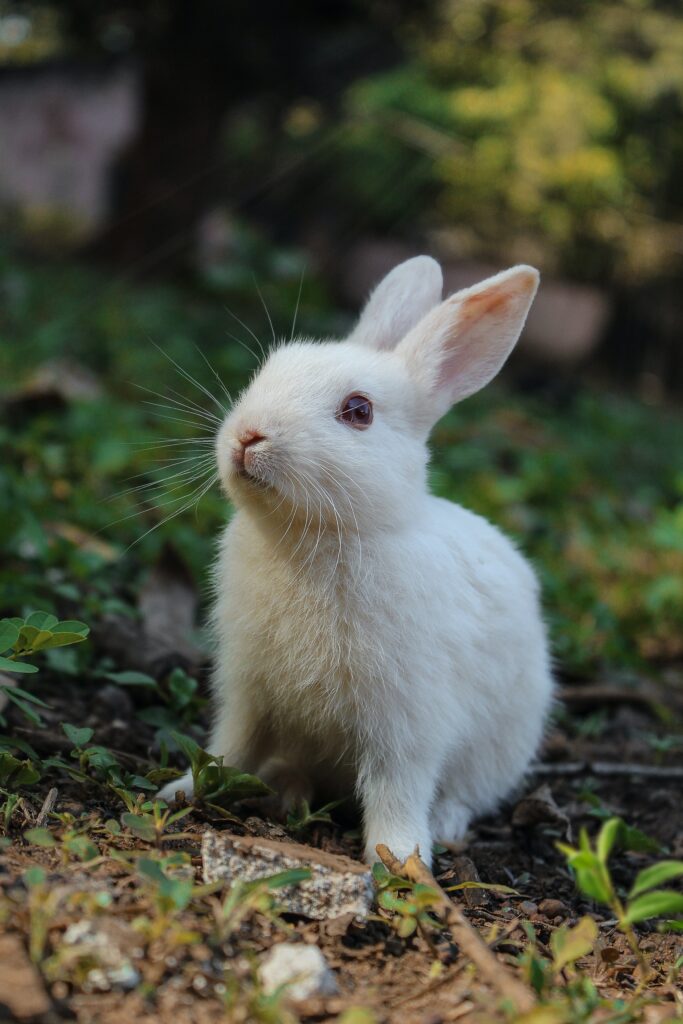 Cómo prolongar la vida de un conejo