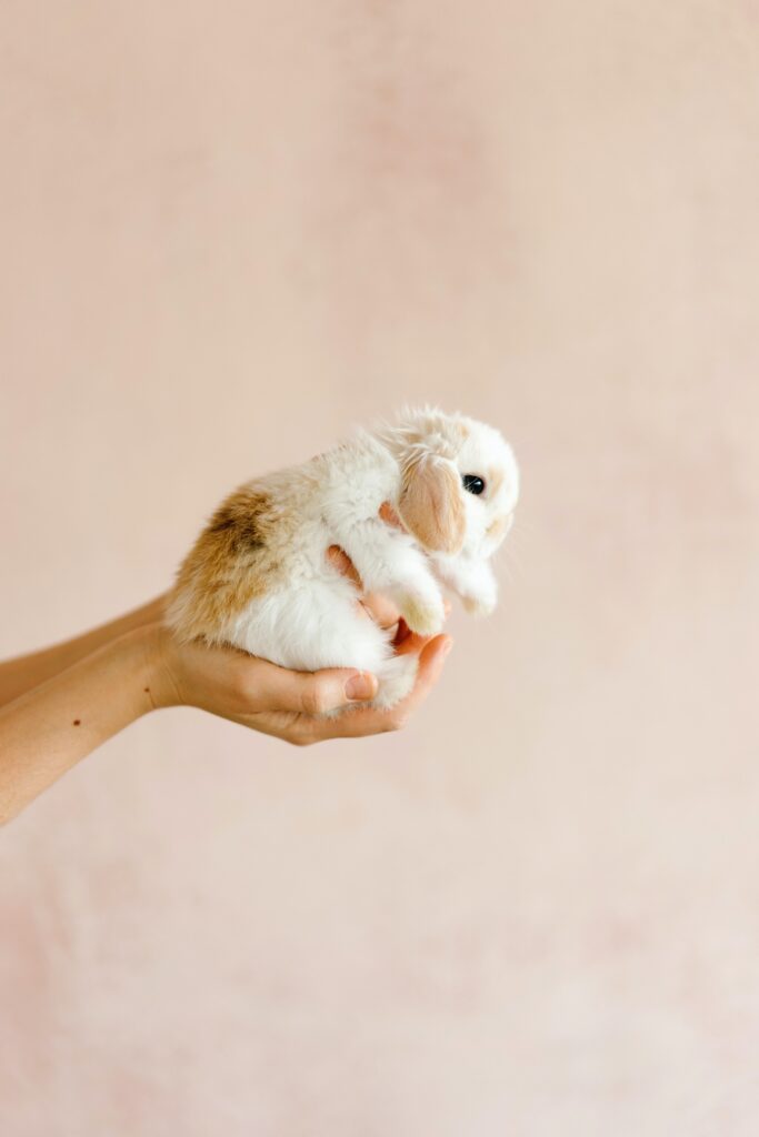 Factores que afectan la esperanza de vida de los conejos