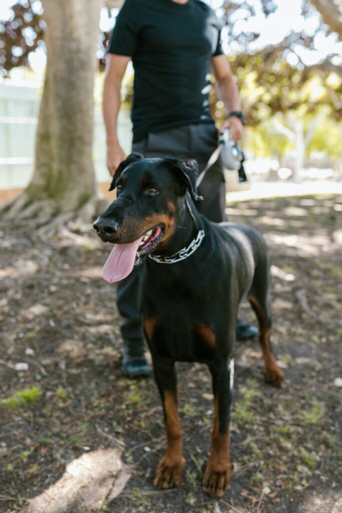 Mitos y realidades sobre la raza del doberman