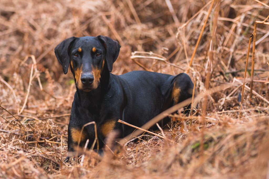 TODO LO QUE NECESITAS SABER SOBRE LOS DOBERMAN