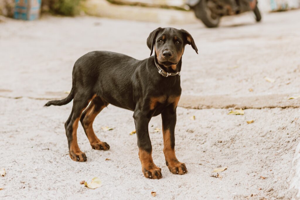utilidad y funcion del doberman